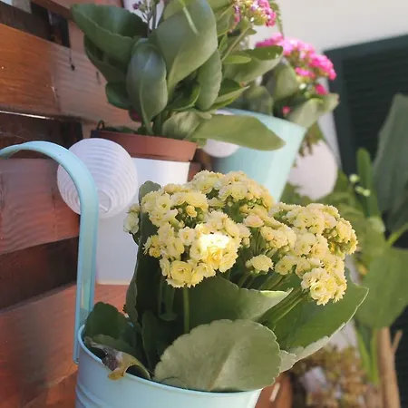 Casa Camelias Дом отдыха *